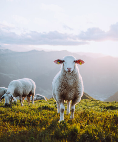 Schafe auf einer Alm in Großarl - dem Tal der Almen in Salzburg.