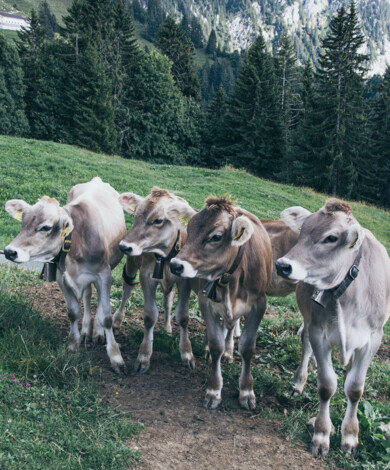 Kühe auf einer Alm im Sommer in Großarl, Salzburger Land.
