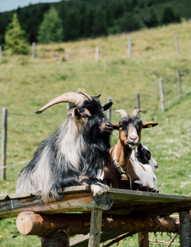 Sommerurlaub im Tal der Almen - Ziegen beim Sonnen auf einer der unzähligen Almen in Großarl.