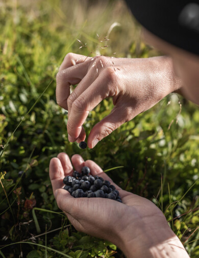 Frisch gepflückte Beeren aus dem Großarltal.